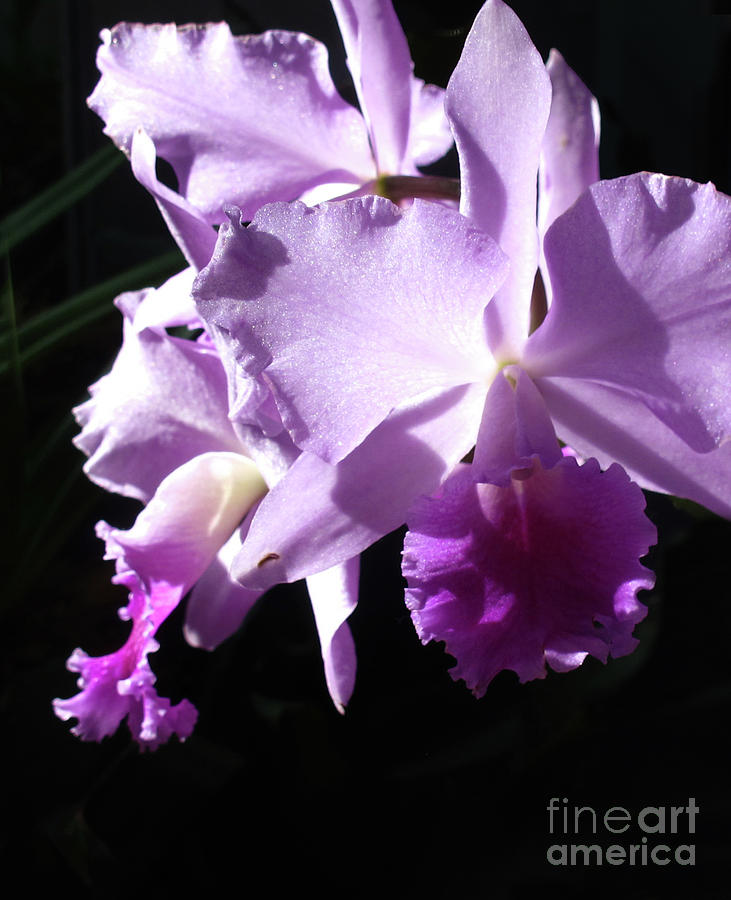 Purple Cattleya Orchid Photograph by Ruth Jolly