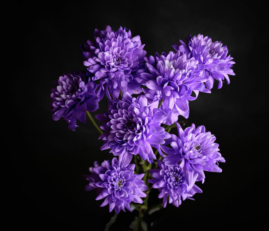 Purple chrysanthemum. Photograph by Vladimir Arndt Pixels