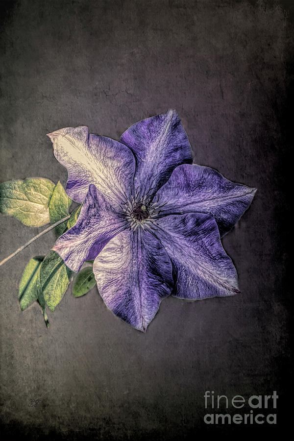 Purple Clematis #2 Photograph by Elaine Teague