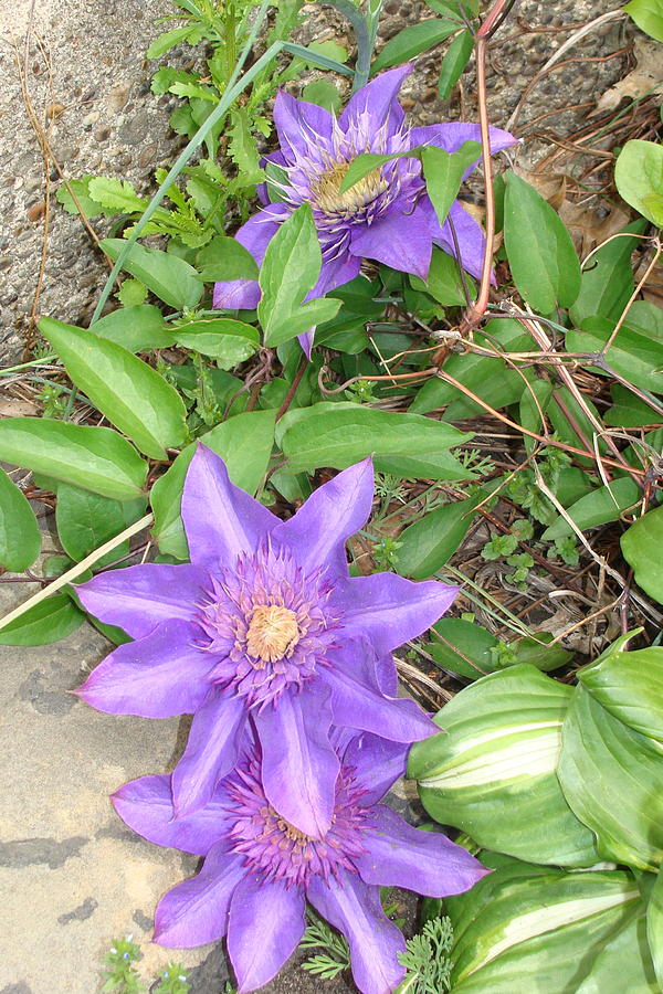 Purple Clematis Photograph by Anthony Seeker