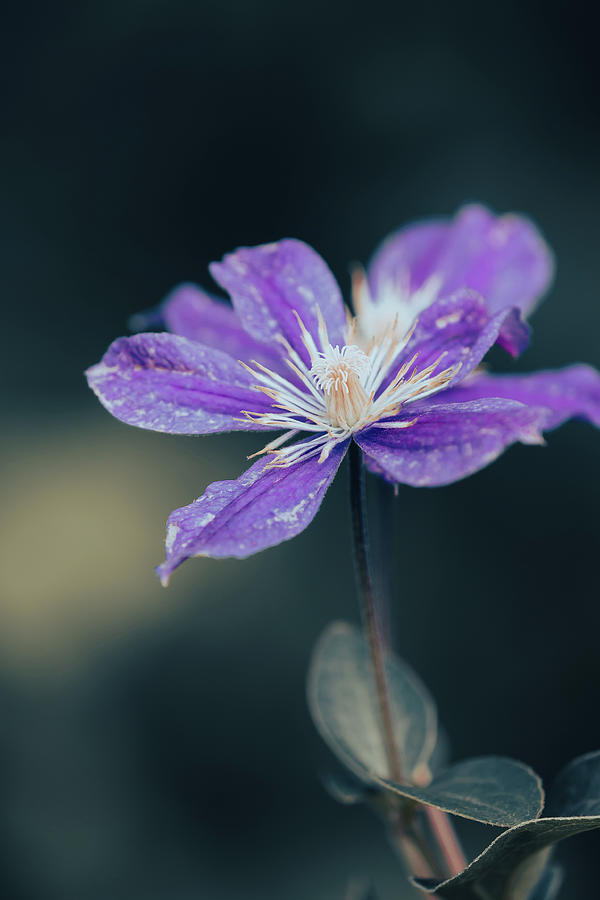 Purple Clematis - cinematic Photograph by Yuka Kato
