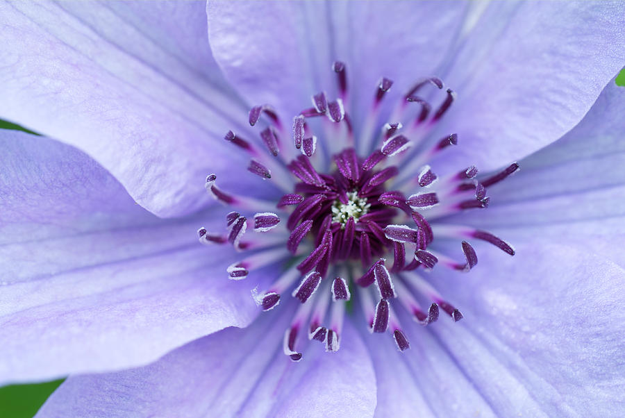 Purple Clematis Flower Macro 0516 Photograph