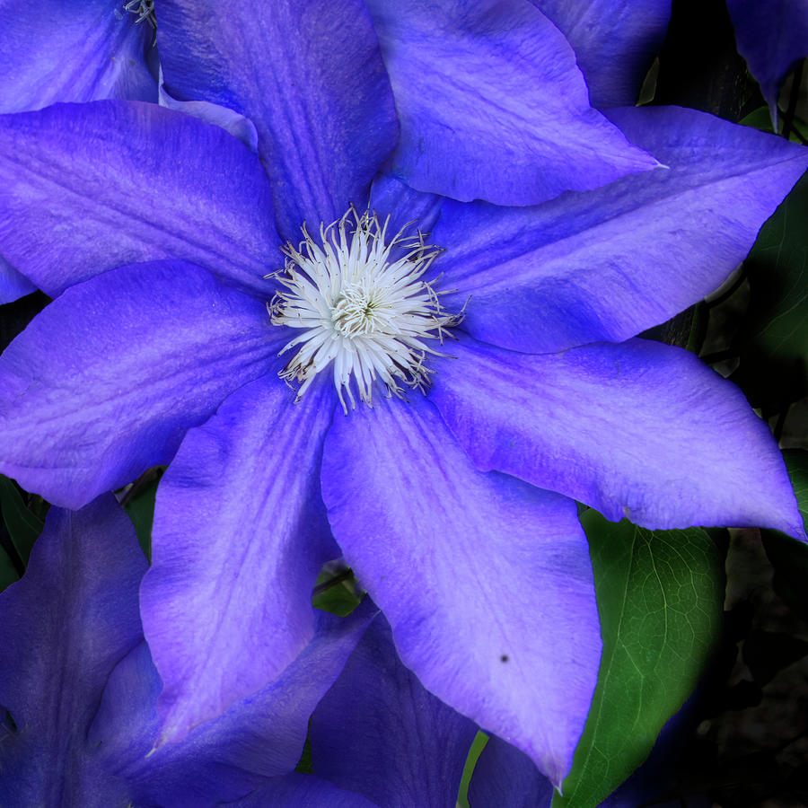 Purple Clematis Flower Photograph Photograph