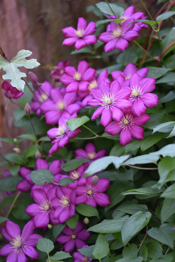 Purple Clematis Flowers At Sunrise Photograph by Robert Tubesing - Fine ...