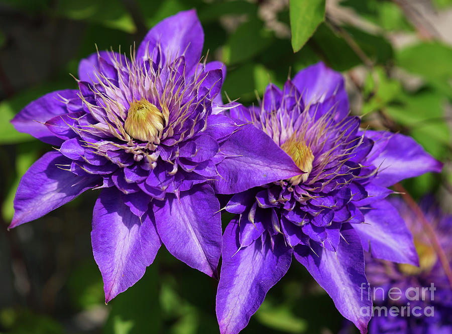 Purple Clematis Photograph by Jane Tomlin