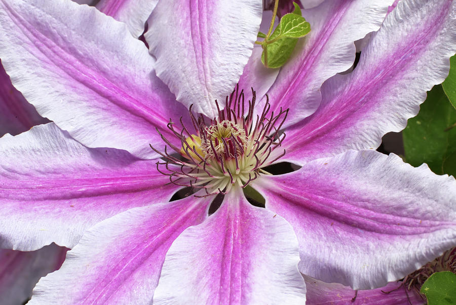 Purple Clematis Photograph by Loyd Towe Photography