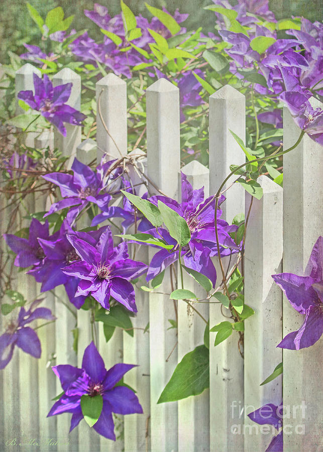 Flower Photograph - Purple Clematis on White Picket Fence by Barbara McMahon