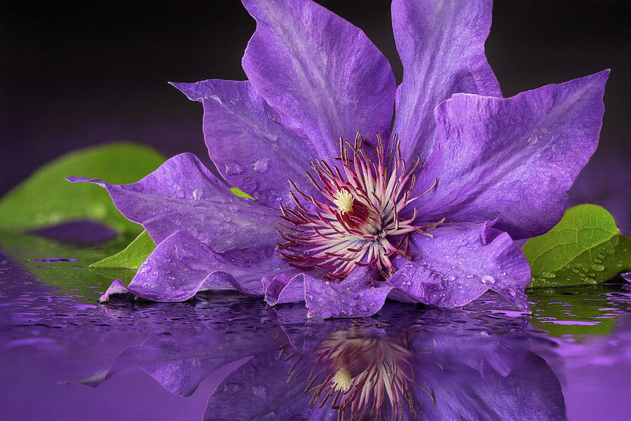 Purple Clematis Reflections Photograph by John Rogers