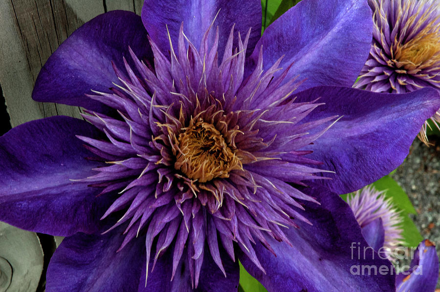 Purple Clematis Photograph by Ruth H Curtis
