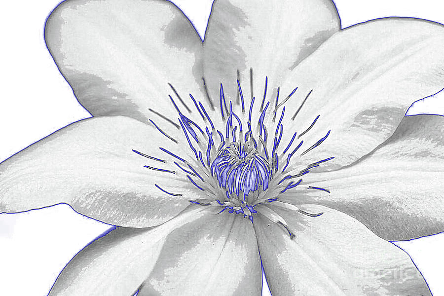 Purple Clematis Digital Art by Tracey Lee Cassin