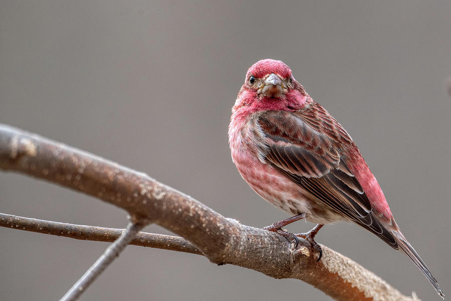 Purple Colored Finch Photograph by Paul Freidlund