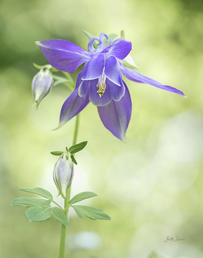 Flower Photograph - Purple Columbine Flower by Betty Denise