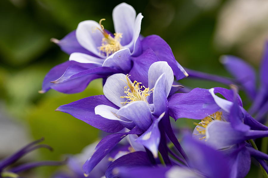 Purple Columbine Flowers Photograph by Tony Hake