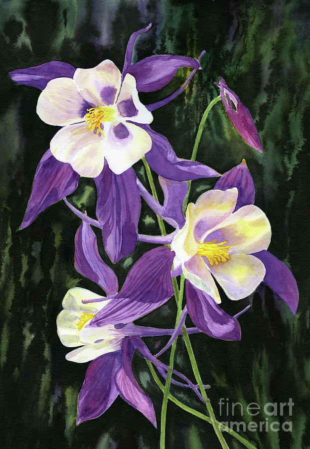 Flower Painting - Purple Columbine Flowers Watercolor and Ink by Sharon Freeman