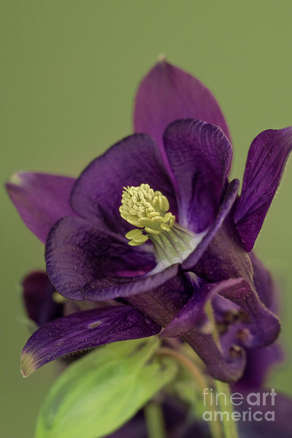 Nature Photograph - Purple Columbine in a Northwest Garden by Nancy Gleason