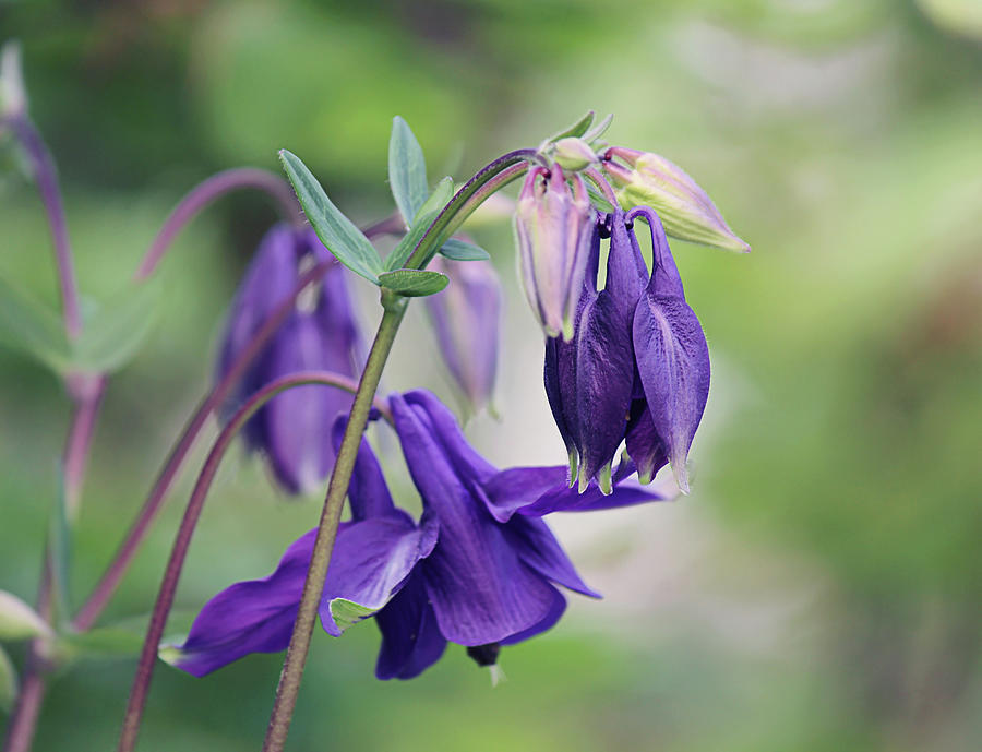 Purple Columbine Photograph by Maria Meester