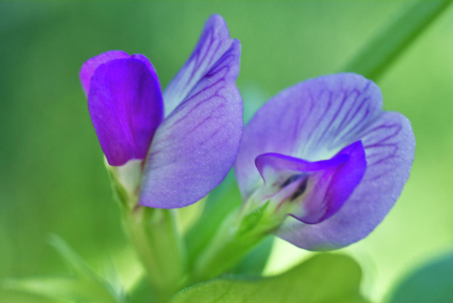 Purple Common Vetch Flowers Photograph