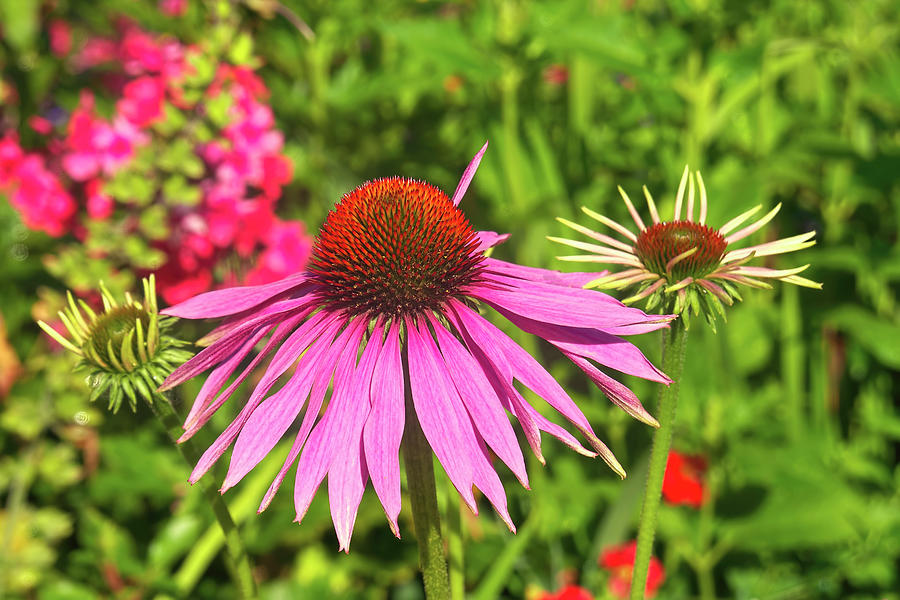 Purple Cone Flower Echinacea purpurea Photograph by Sharon