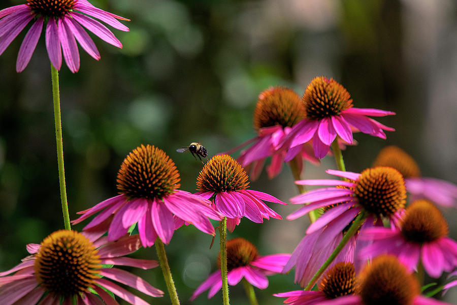 Purple Cone Flowers With Bumble Bee Photograph