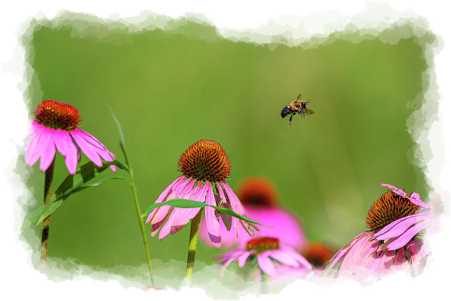Purple Cone Flowers With Bumblebee Paintography Photograph