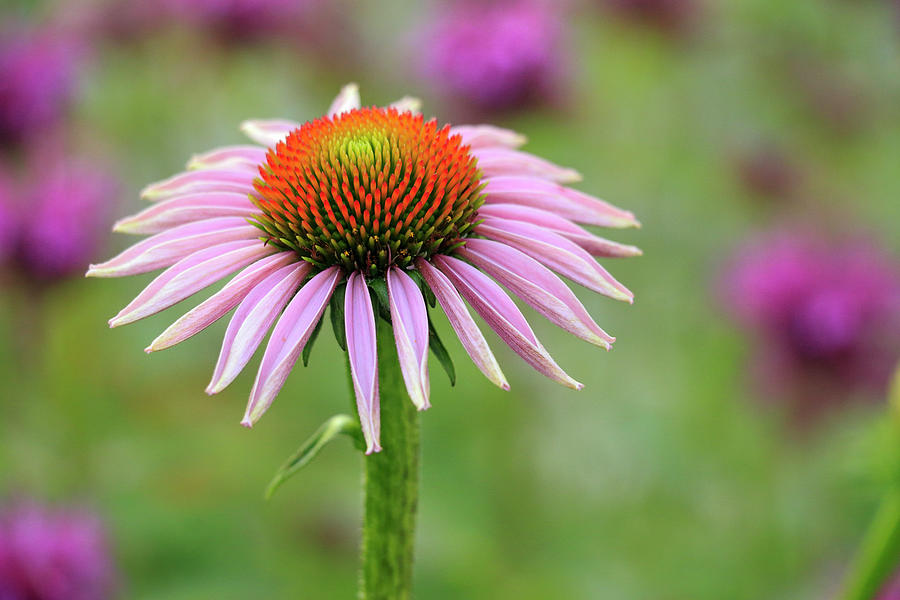 Flower Photograph - Purple Coneflower 2 by Todd Bannor