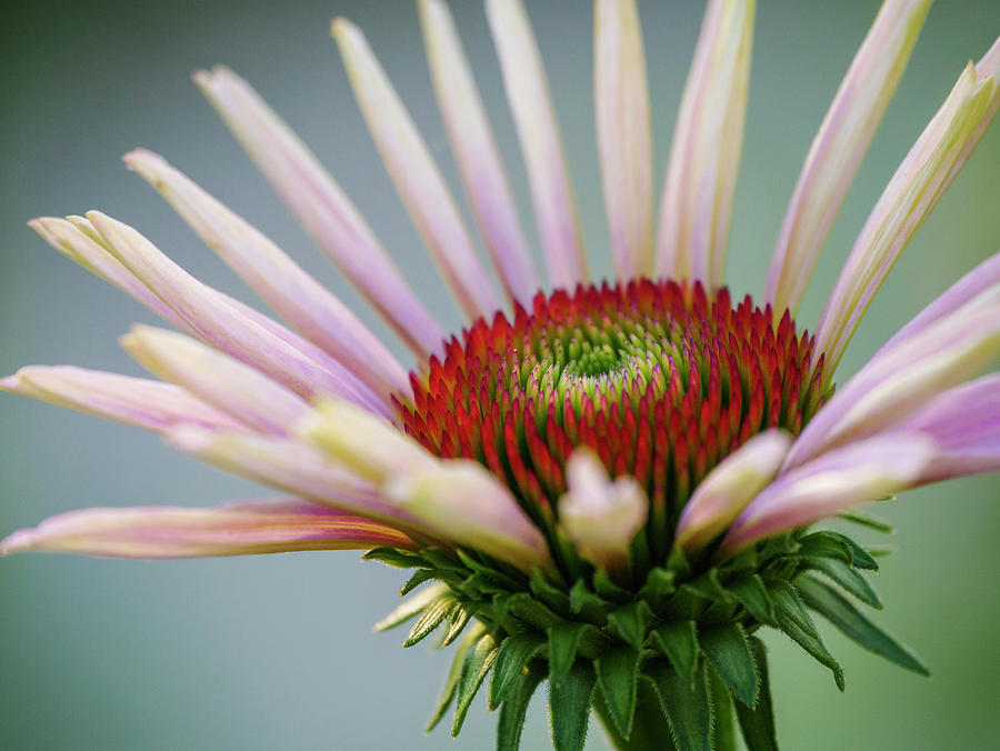 Purple Coneflower 3 Photograph by Todd Bannor