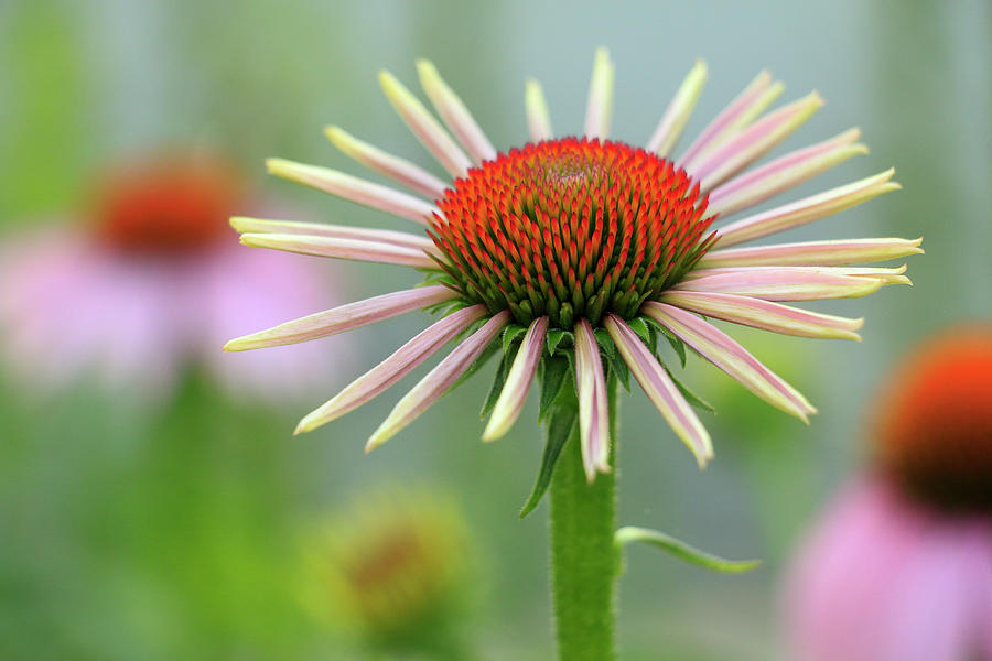 Purple Coneflower About to Burst Photograph by Todd Bannor