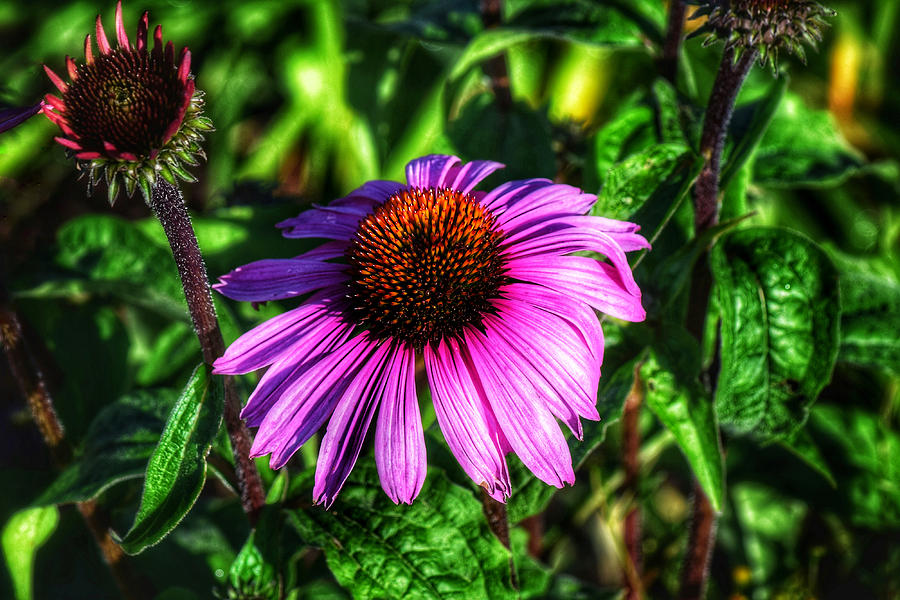 Purple Coneflower Photograph by Dana Hardy