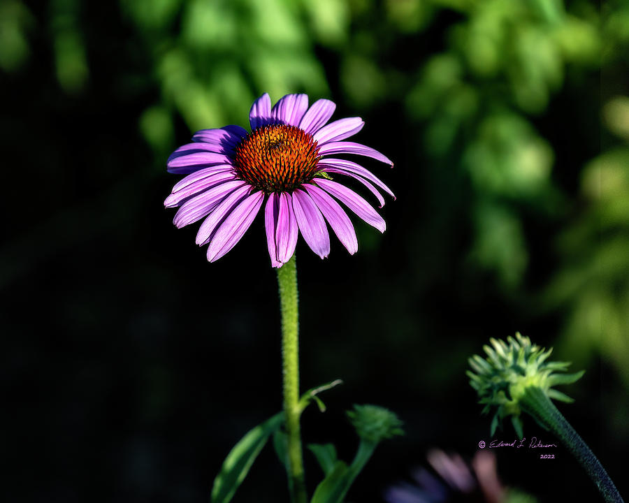 Purple Coneflower Photograph by Ed Peterson