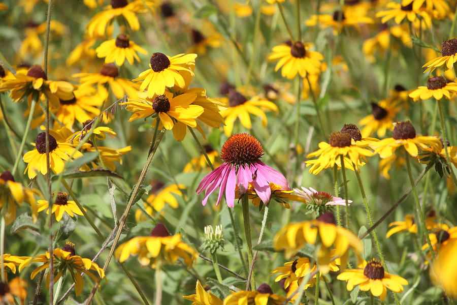 Purple Coneflower Photograph - Purple Coneflower In The Middle by Callen Harty Purple Coneflower Photograph - Purple Coneflower In The Middle by Callen Harty