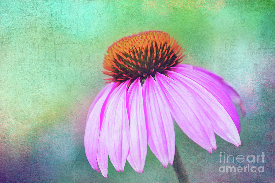 Purple Coneflower with a touch of Grunge Photograph by Anita Pollak