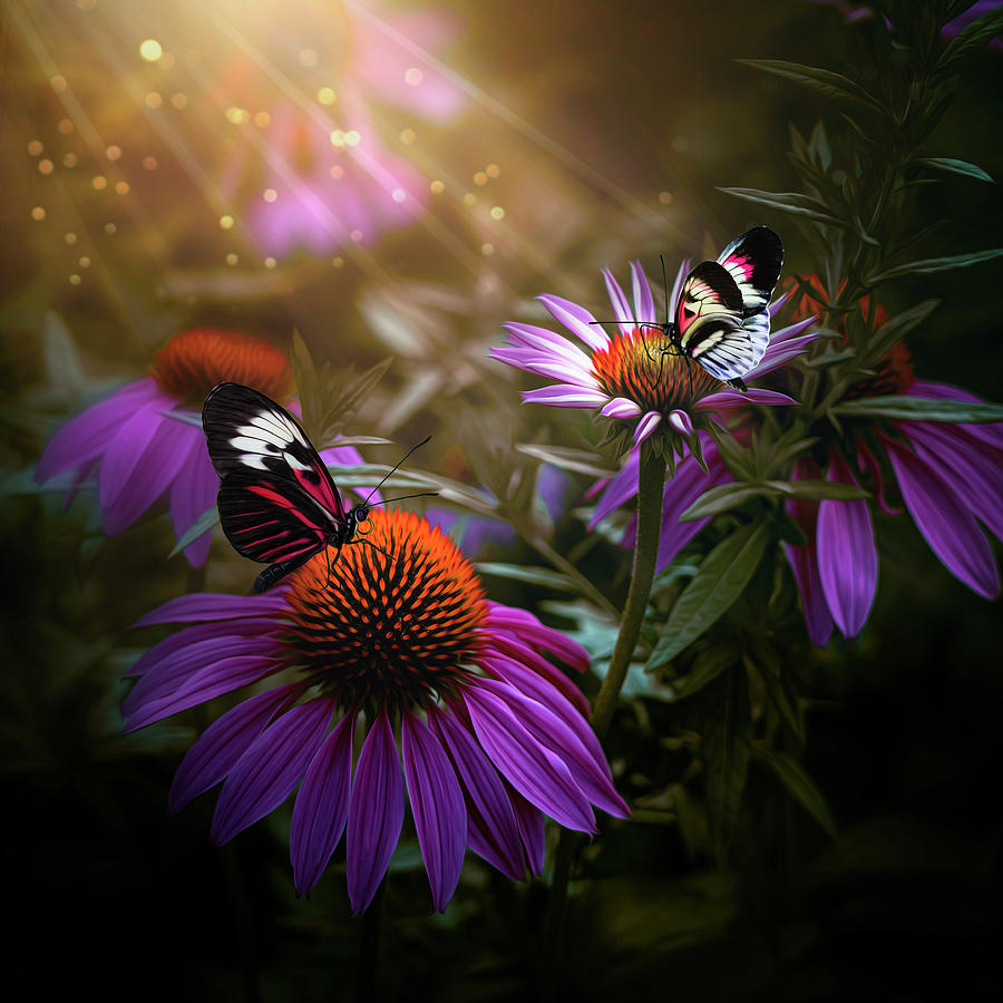 Purple Coneflowers and Butterflies - Flowers and Butterflies Collection Photograph by Lily Malor