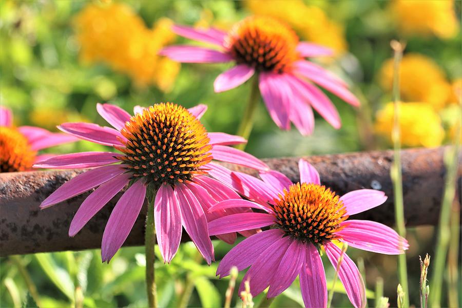 Purple Coneflowers in Summer Photograph by Sheila Brown