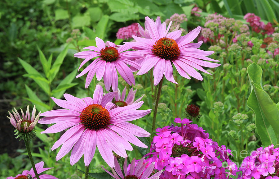 Purple Coneflowers with Pholx  Photograph by Steve Augustin
