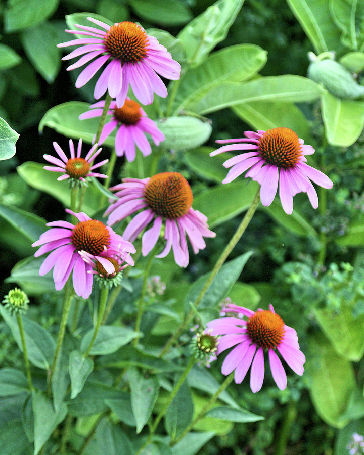 Purple Cones #2 Photograph by Robert McCulloch - Fine Art America