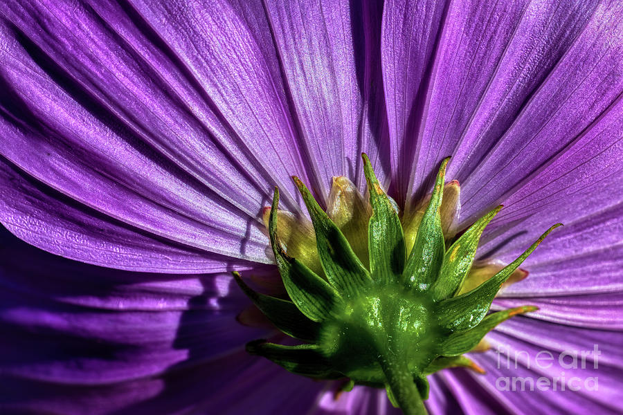 Flowers Still Life Photograph - Purple Cosmo by Doug Sturgess