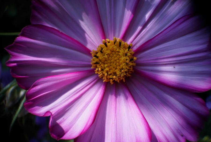 Purple Cosmo In Sunlight Photograph by Maria Faria Rodrigues - Fine Art ...