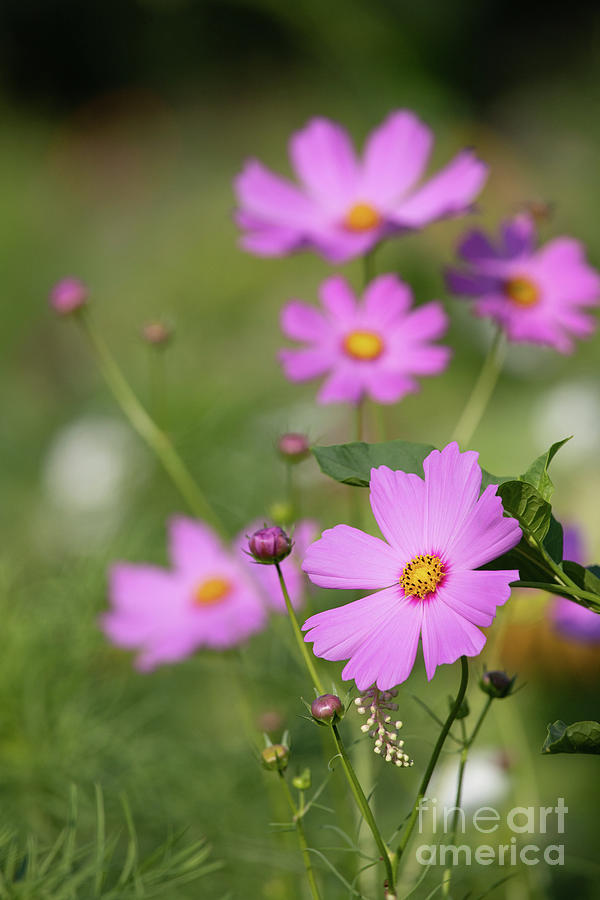 Purple Cosmos Wildflower Photograph by Jeannette Hunt