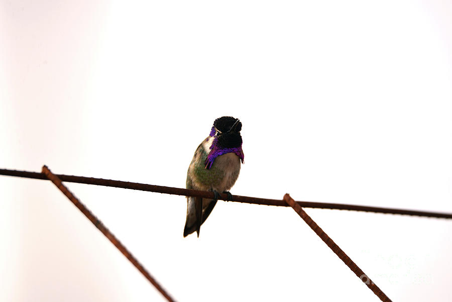 Purple Costas on a Wire Photograph by Denise Bruchman