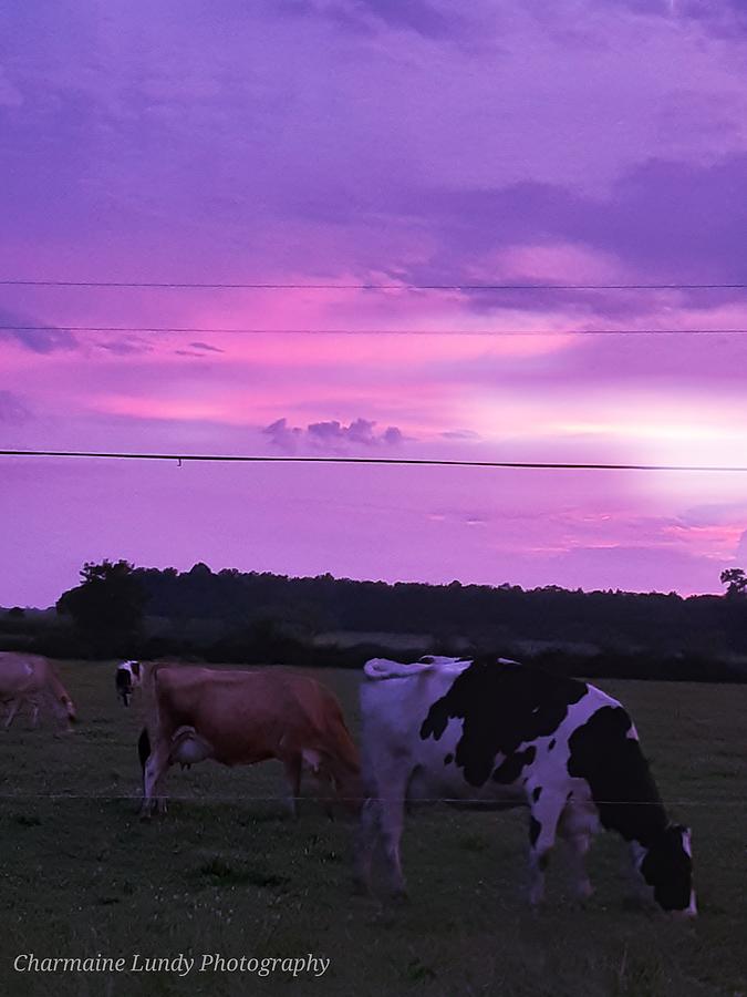 Purple Cows Photograph by Charmaine Lundy | Pixels