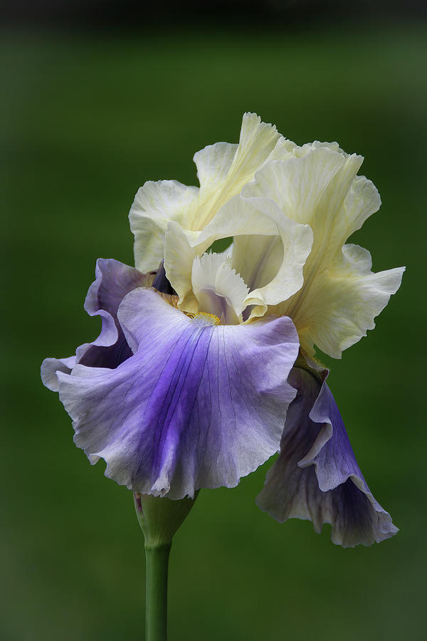 Iris Photograph - Purple Cream Bearded Iris by Patti Deters