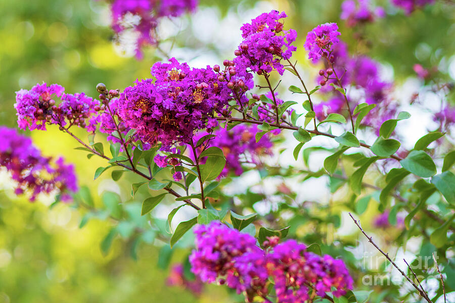 Purple Crepe Myrtle Blooms in Golden Hour Photograph by Brigitte Blanchette Thompson Purple Crepe Myrtle Blooms in Golden Hour Photograph by Brigitte Blanchette Thompson
