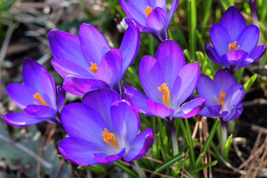 Purple Crocus Blossom Bunch Photograph