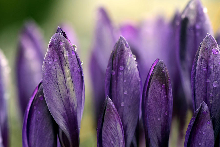 Purple Crocus Buds After The Rain Mixed Media by Sandi OReilly