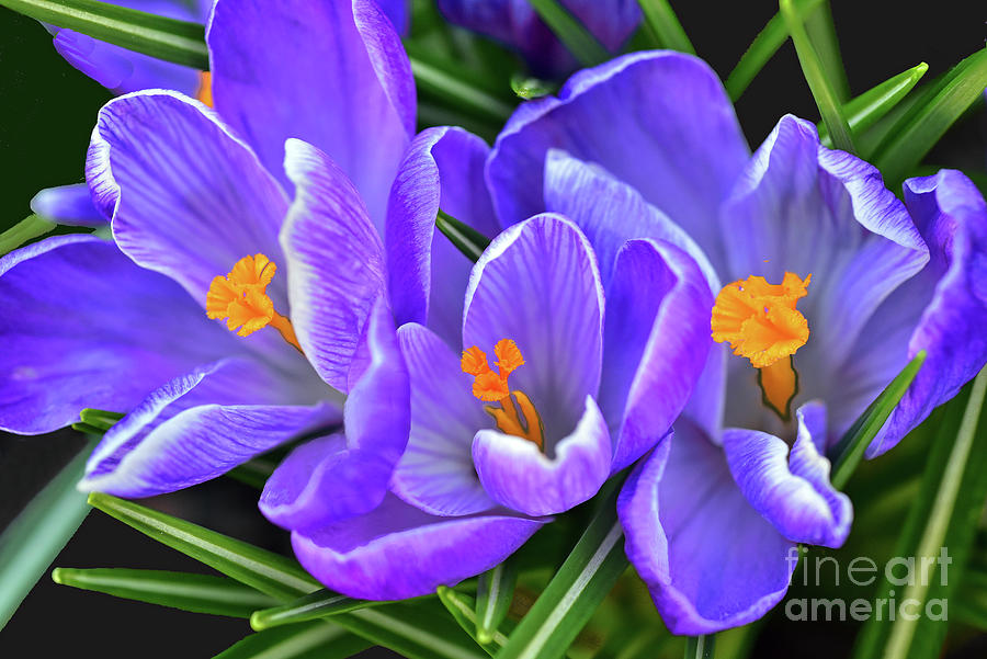 Purple Crocus Flower Trio Photograph