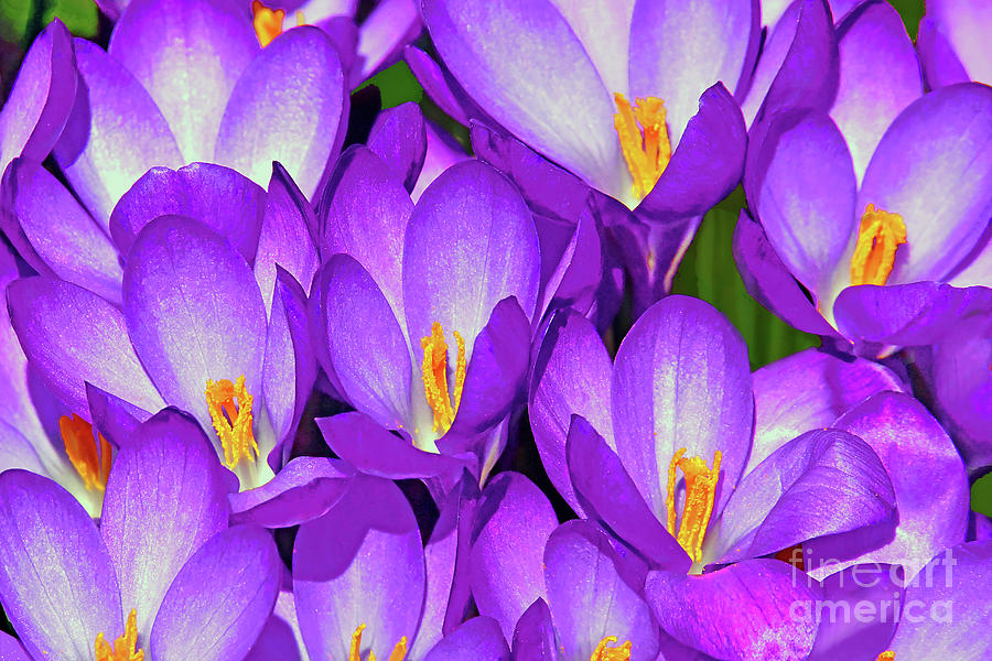 Purple Crocus Flowers Photograph