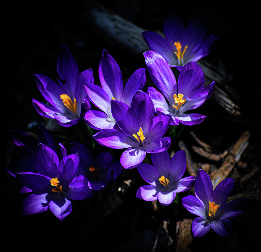 Purple Crocuses Photograph by Len Bomba