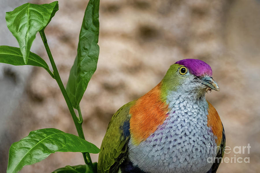 Purple Crowned Fruit Dove Photograph by Adrian Evans