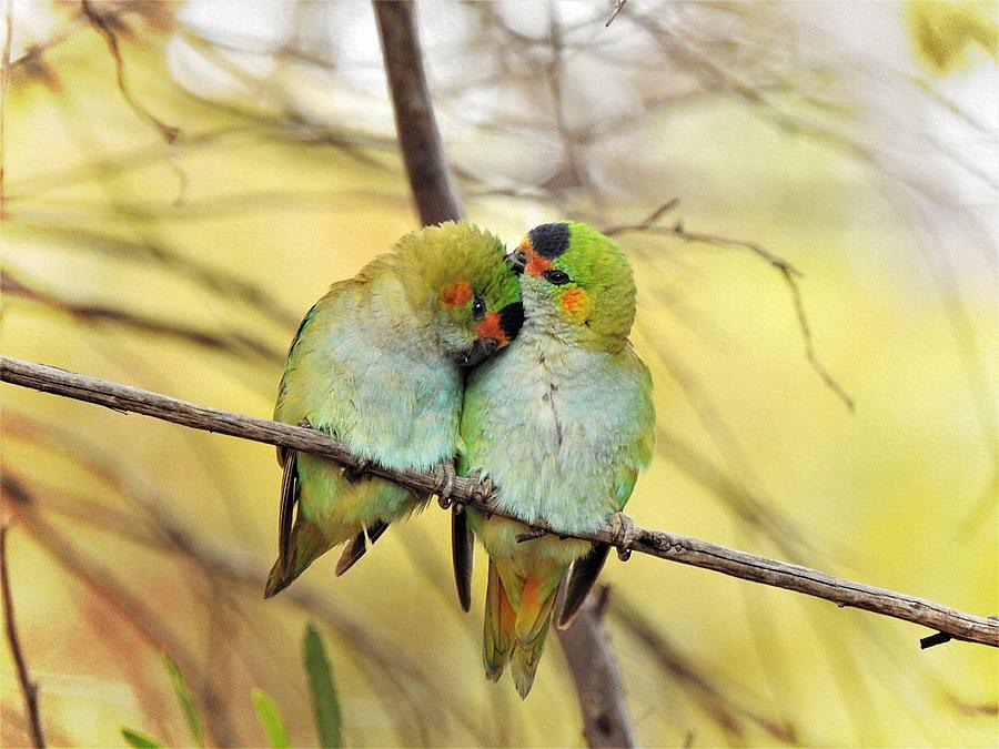 Purple-crowned Lorikeets Photograph By Louise Merigot - Fine Art America