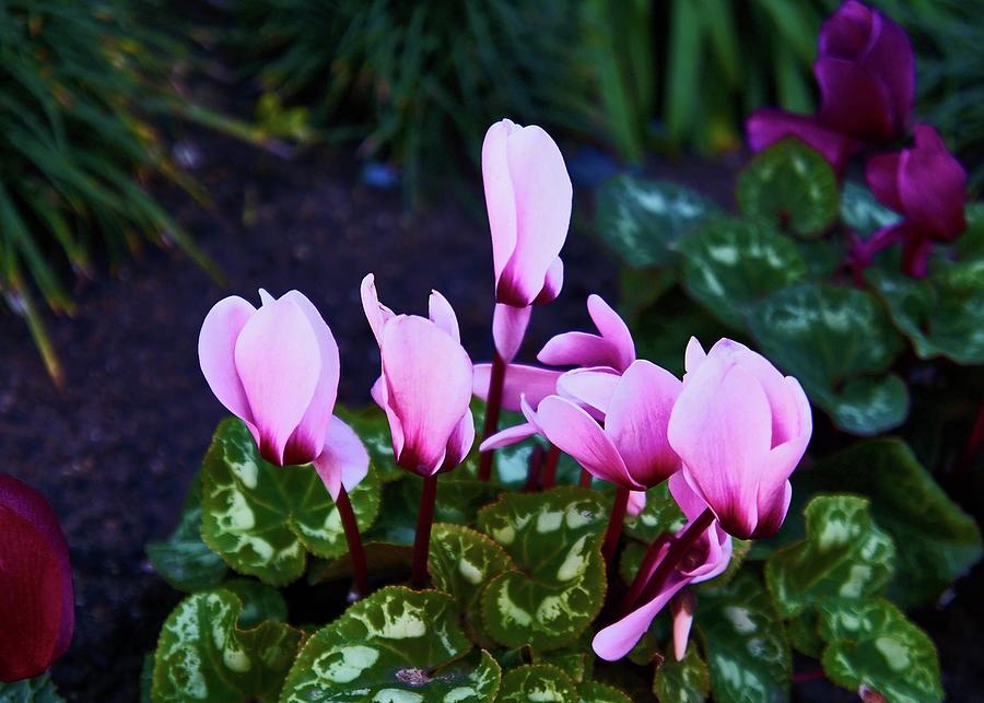 Purple Cyclamen Blooms Softly Diffused Photograph by Kenneth Roberts